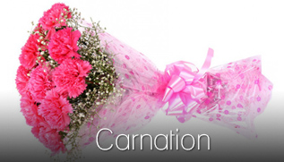 Carnation_NOV2017_317X181