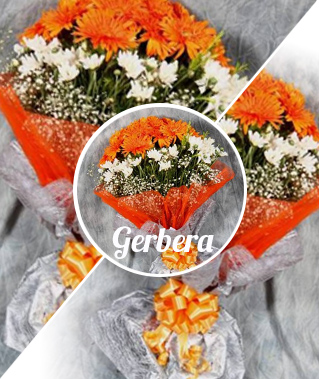 Gerbera_NOV2017_319x379