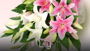 Lily_NOV2017_317x181