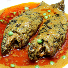 Tel Koi - SA