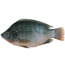 Tilapia (Processed)